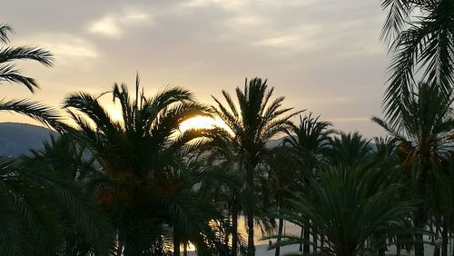 Low angle view of palm trees against sky