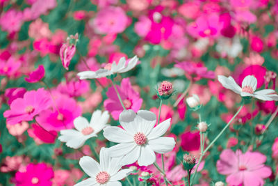 Close-up of pink flowering plants