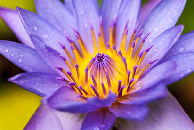 Macro shot of water lily