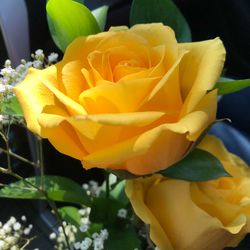 Close-up of yellow rose blooming outdoors