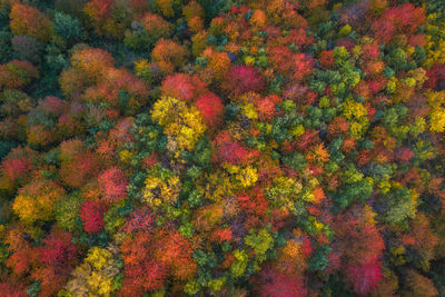 Full frame shot of autumn trees in forest