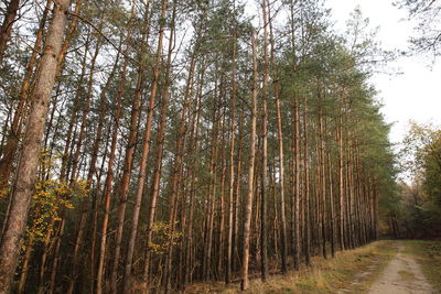 Forest trees in veluwe park 