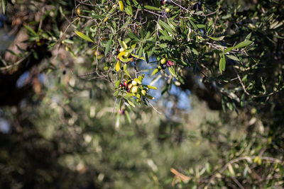 Close-up of flowering plant on tree