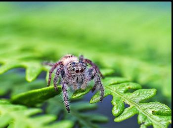Close-up of spider