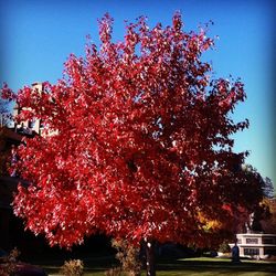 Trees growing in a park