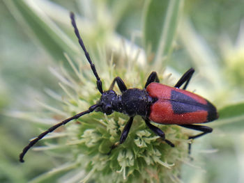 Close-up of black insect on plant