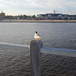 Seagull perching on railing by river against sky
