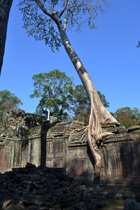 Low angle view of tree trunk against blue sky