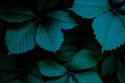 Close-up of green leaves