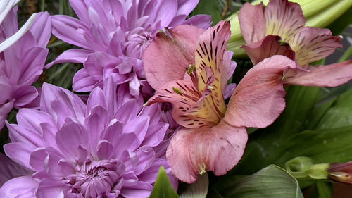 Close-up of pink flowering plants