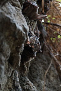Close-up of an animal