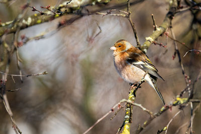 Close-up of bird perching on branch