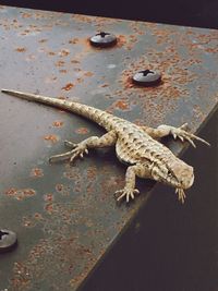 Close-up of lizard on floor