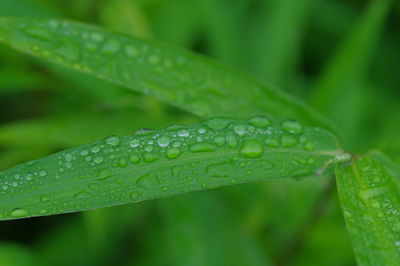 Close-up of raindrops on green leaves