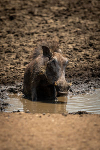 Common warthog sits in mud of waterhole