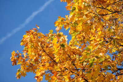 Low angle view of autumnal tree against blue sky