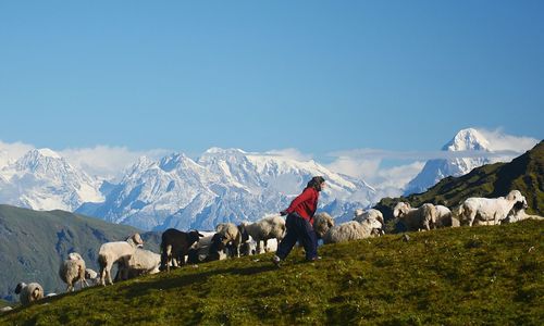 Side view of girl walking on field by sheep against mountains and sky during winter