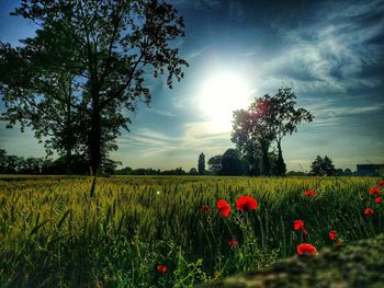 Scenic view of field against sky