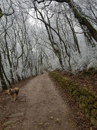 View of a dog on road