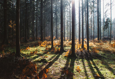 Sunlight streaming through trees in forest