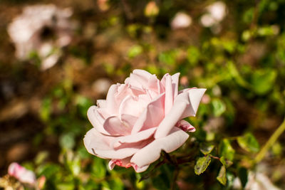 Close-up of pink rose