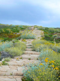 Footpath amidst plants on land against sky