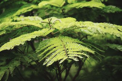 Close-up of fern leaves on tree