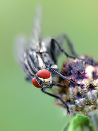 Close-up of insect on red flower