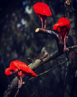 Close-up of red snake