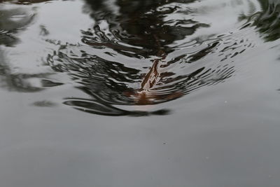 Reflection of sky in water