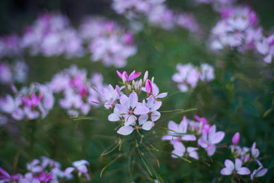 Close-up of pink flowering plants