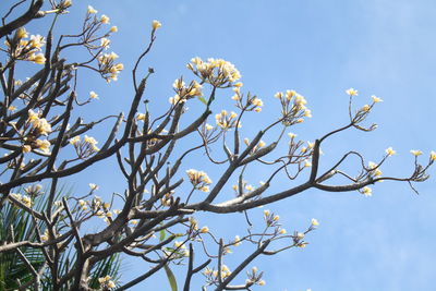 Low angle view of flowering tree against blue sky