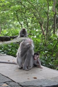 Family sitting on tree in forest