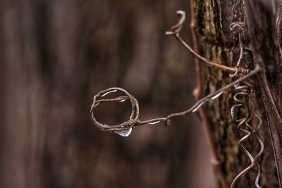 Close-up of twig