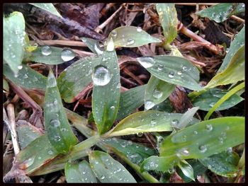 Macro shot of water drops on leaves