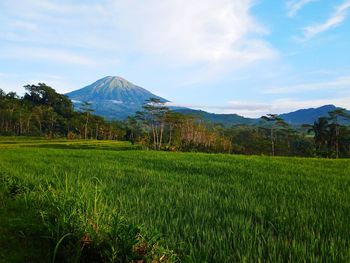 Scenic view of field against sky