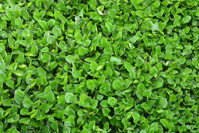 Full frame shot of leaves