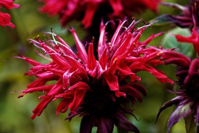 Close-up of red flowering plant