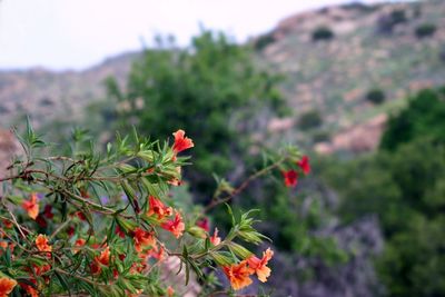 Close-up of red flowers on tree