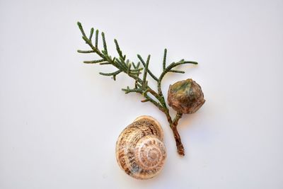 High angle view of plant against white background