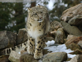 Leopard standing on rocks