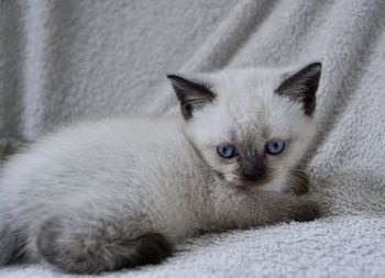 Close-up portrait of cat