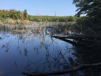 Reflection of trees in calm blue sea