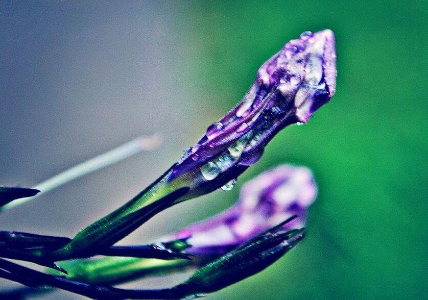 water, drop, close-up, blue, freshness, fragility, beauty in nature, flower, nature, wet, focus on foreground, purple, plant, growth, stem, no people, selective focus, day, outdoors, bud