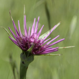 Close-up of purple flower