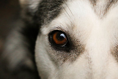 Close-up portrait of dog