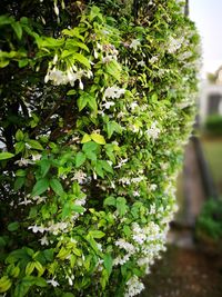 Close-up of fresh green plants