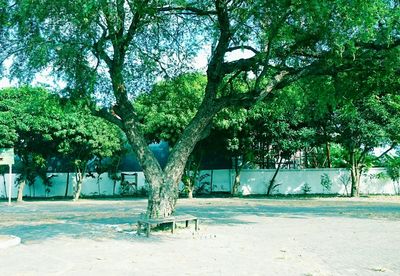 View of tree trunk