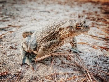 Close-up of a frog on a land