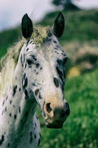 Close-up of a horse